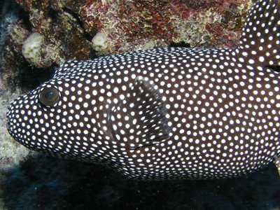 Guineafowl puffer